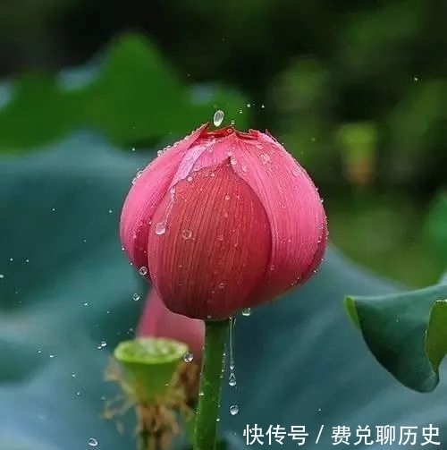  中国的十大名花，你知道几个？