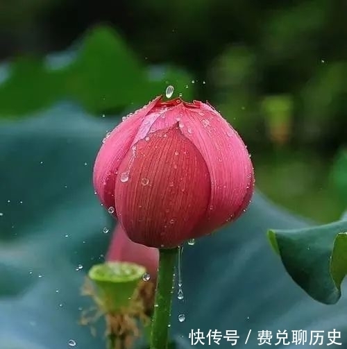 中国的十大名花,你知道几个?