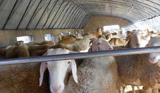 中药|中药治疗羊顽固性呕吐