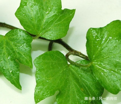 这三种绿植号称二手烟天敌，居家养一盆，空气清新无忧