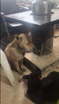 |搞笑GIF:姑娘 能不能告诉我你是怎样坐进去的