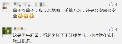 牛肝菌|奇了！还是那个公安局！又双叒长出一朵巨型牛肝菌 ，重4.2公斤