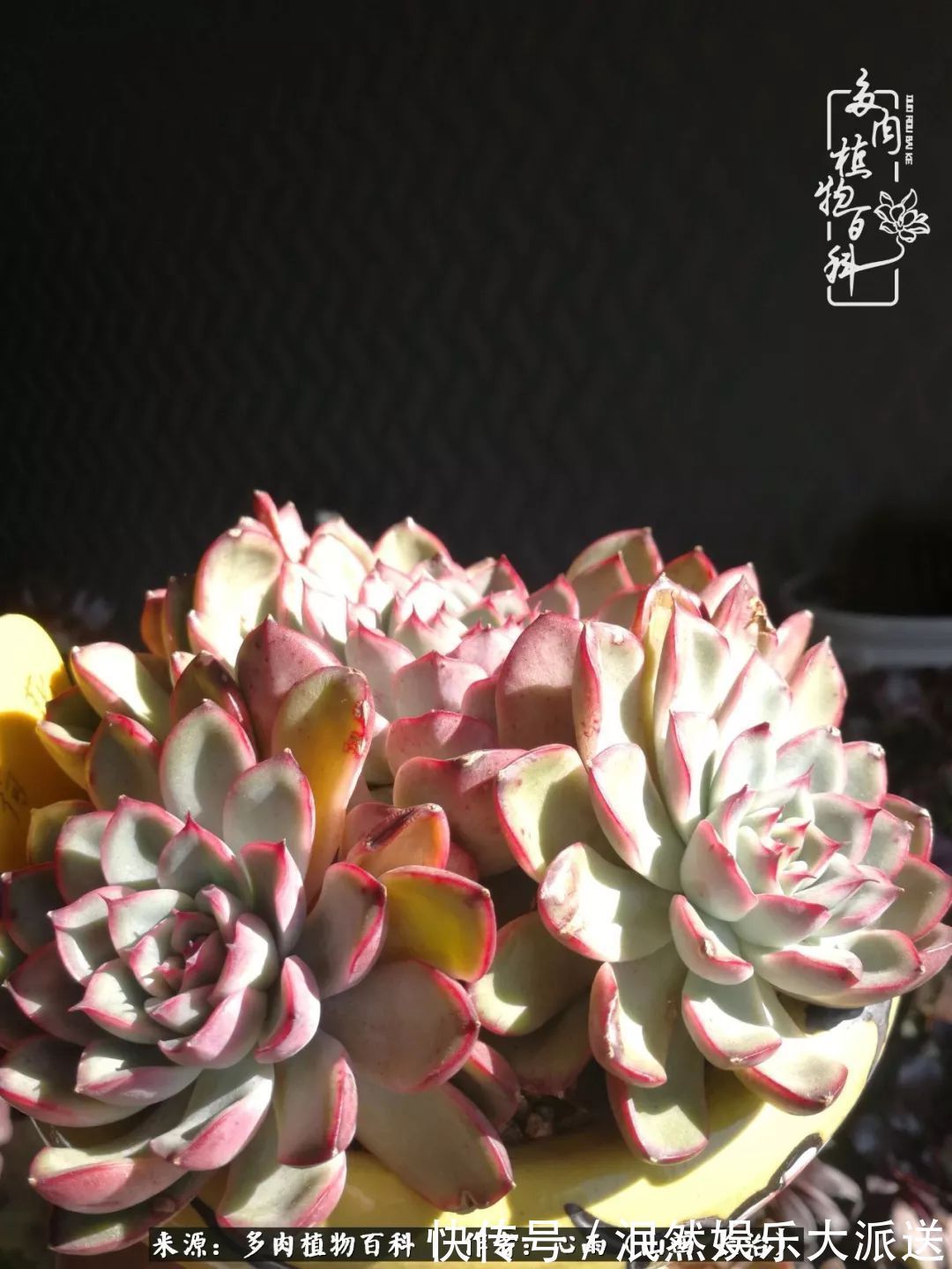 蚧壳虫|为肉痴狂!多肉植物也会用最美的容颜报答我们的勤劳付出!