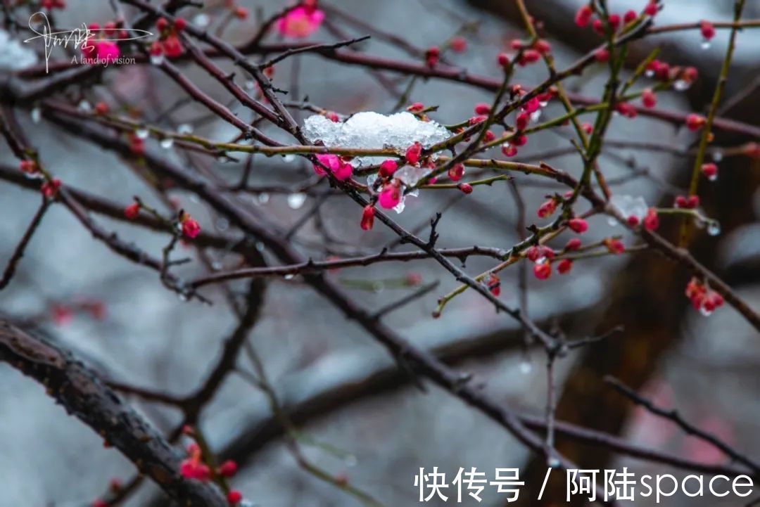 西溪|西溪湿地“福禄寿”三堤赏梅指南，这里也是春节后的踏青好去处