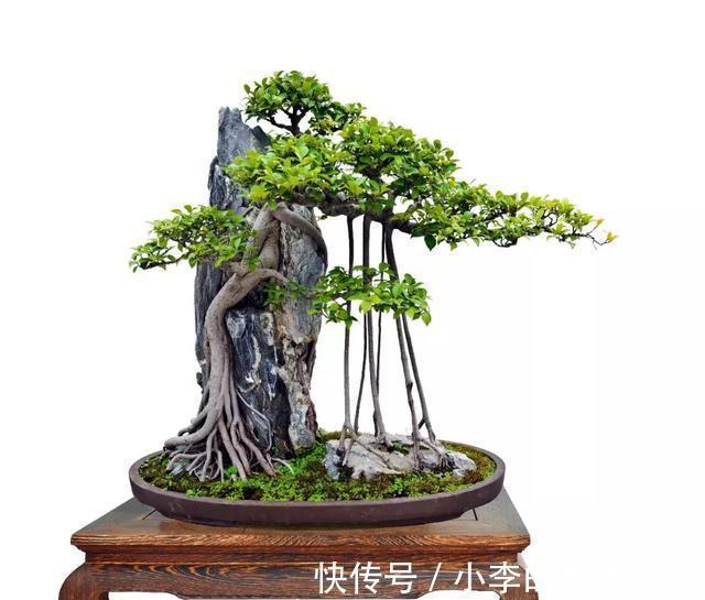管理|要想榕树盆景美,几点管理耍起来