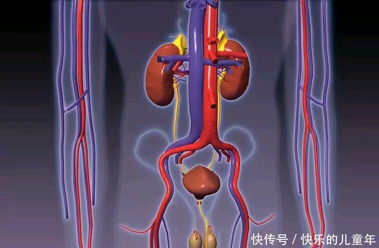 苦瓜籽好处多,保护肾脏降血糖,医生提醒:食用苦瓜注意3点