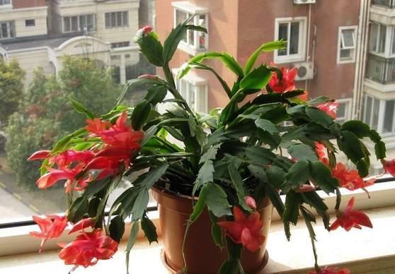 一个叶片,扦插蟹爪兰,一晾一晒,大白根7天冒出来