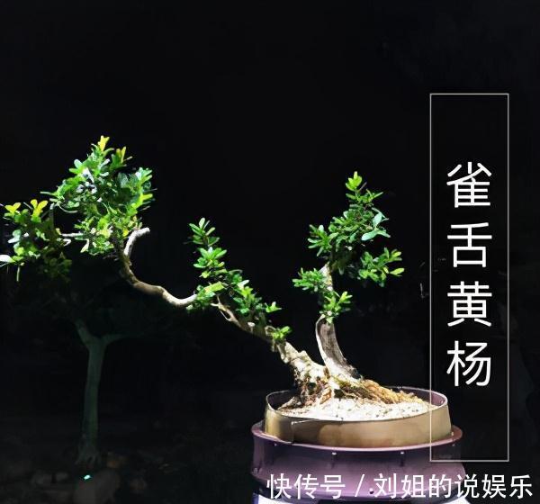 100年的黄杨盆景是怎么养出来的,我总结了下面这些老师傅经验