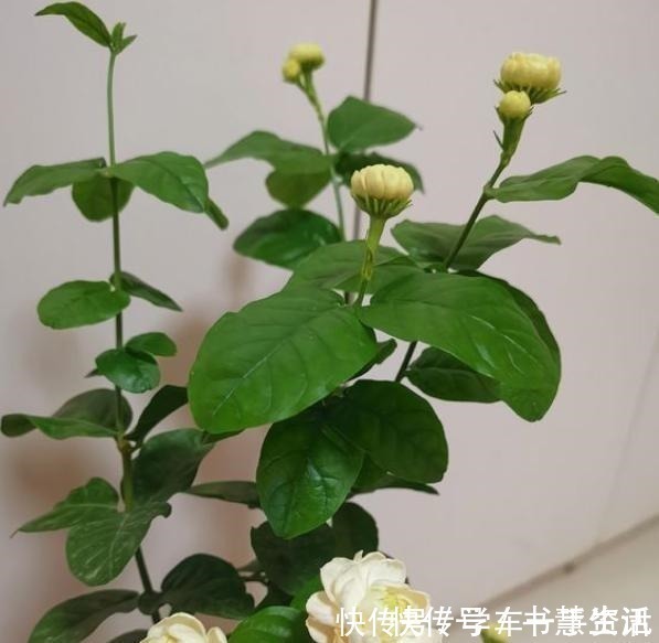 茉莉花不用花钱买，家里有一盆变出好多盆，全靠这一招！