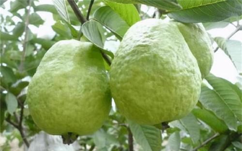  食物|冬天来了，推荐3种食物，清脂刮油，清热解毒，爱美女性记得吃