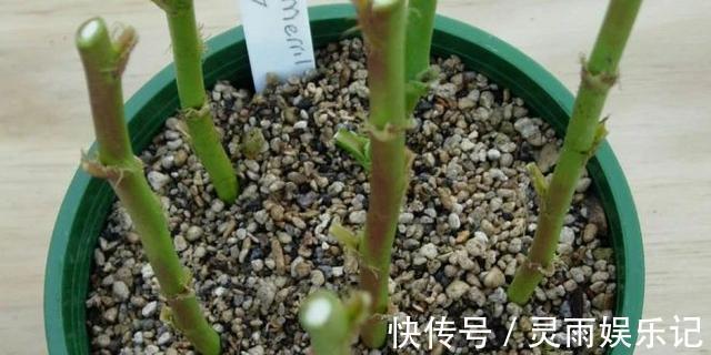 生根|至今还有人“炒作”土豆扦插月季,实操后发现,土豆长得真不错