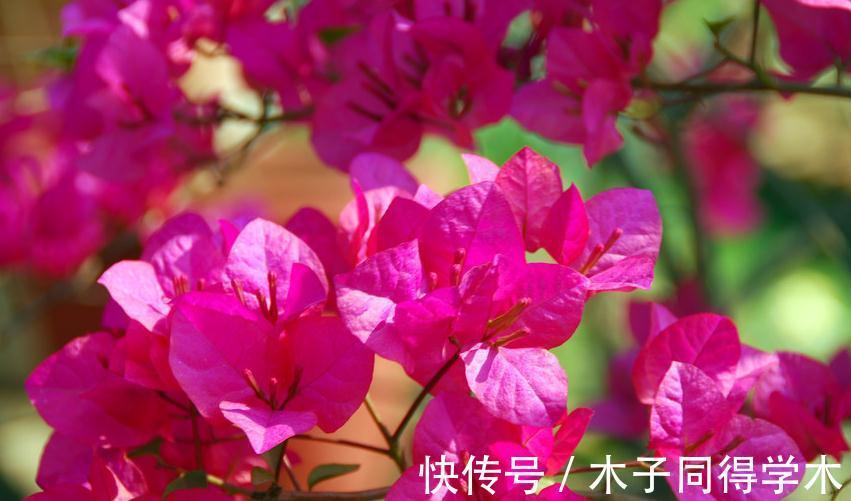 三角梅不开花不要急，做好5点，年年开花成花球