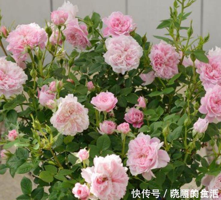 吊兰|此花超漂亮,沾土就活,开花又大又艳,高端大气上档次