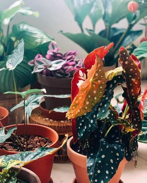 4种不同风格的花,谁见了都爱养,各有各的气质