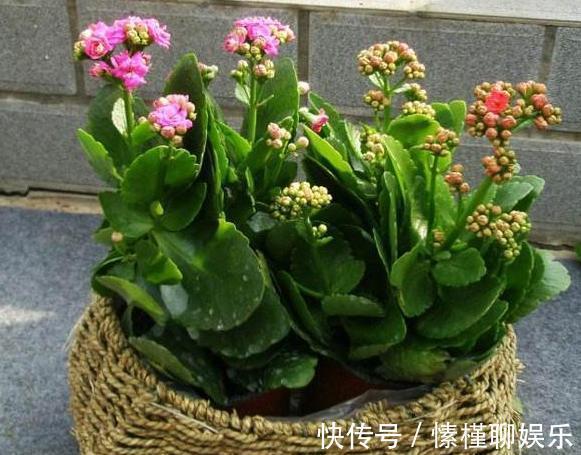 钾肥|养花缺少磷钾肥学会自制技巧，往花盆里放一点养啥植物都旺