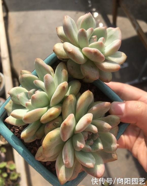 浇水|原来还有这么多人,对多肉并不了解,高频率的浇水,实际是错的
