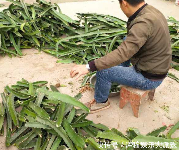 能吃能观赏的火龙果,如何盆栽教你两招,来年还能吃上果实