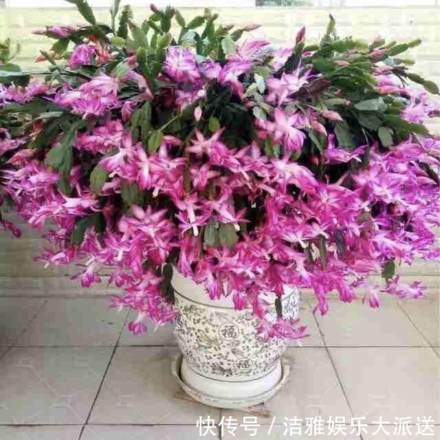 钢锯叶|他养蟹爪兰，浇灌2种“肥水”，嗖嗖冒出“钢锯叶”，满盆开花