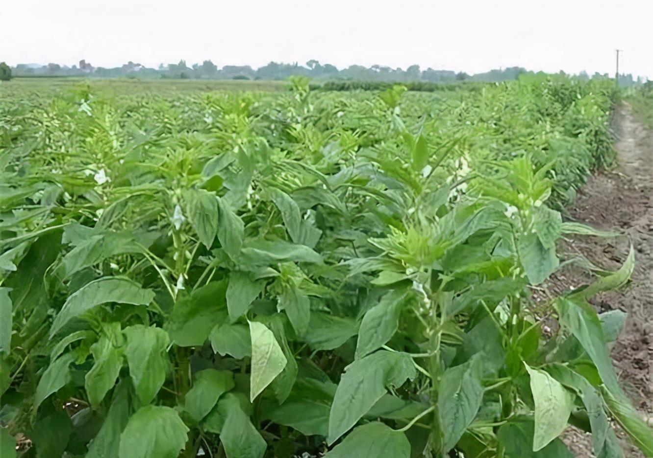 想要|女性想要肝脏好,推荐冬天常吃3种食物,排出毒素,抗衰老