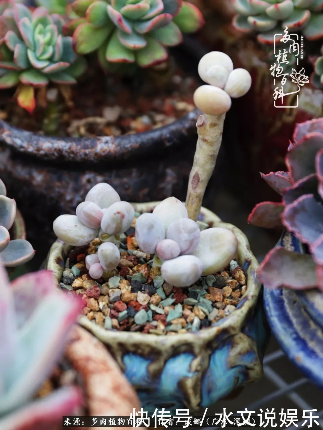 日子|笼子里露养的多肉,越养越美!有多肉的日子伴着小确幸!