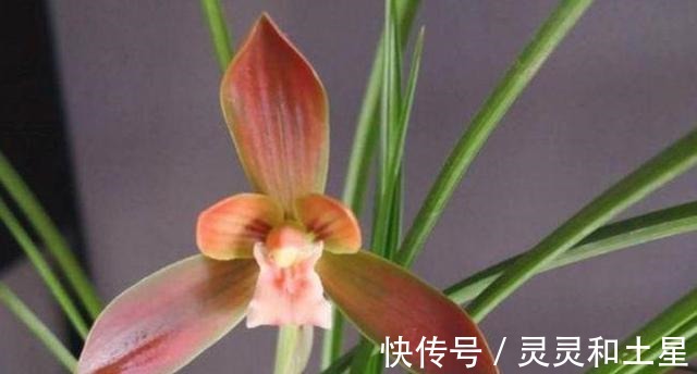 种兰花|此兰是“国兰第一红”，正格荷瓣，顶级红素，是无法超越的经典！