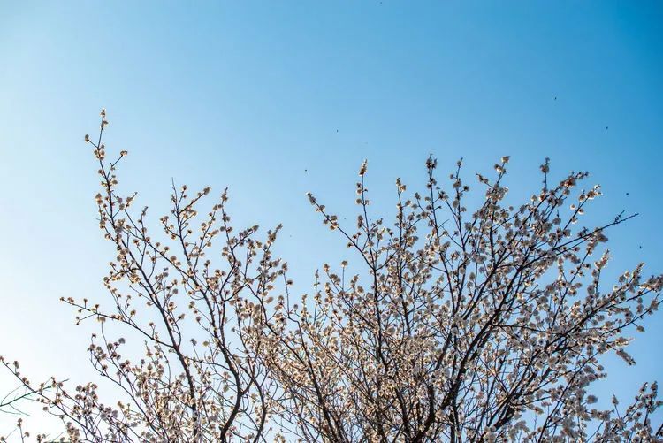 又是一年杏花开，趁着春日烂漫，一起去踏青赏花呀