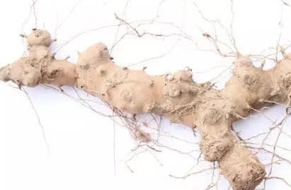 穿山龙|长在树上的生姜,农民见了不敢吃,城里300块1斤抢着要!