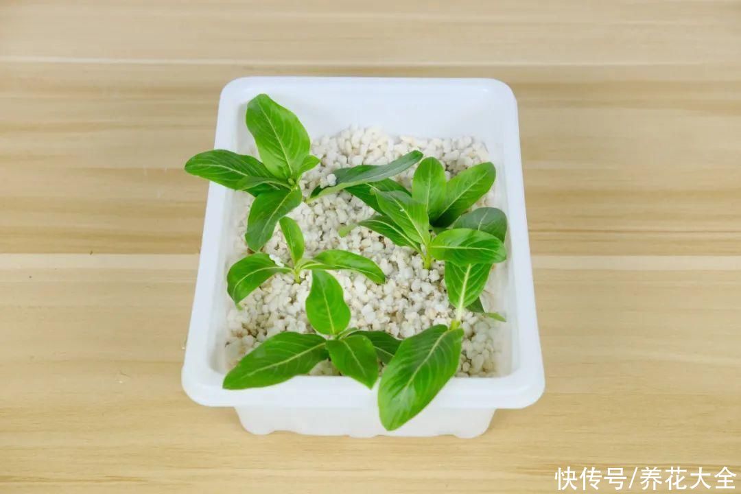 11种常见花，现在扦插，成活率特高
