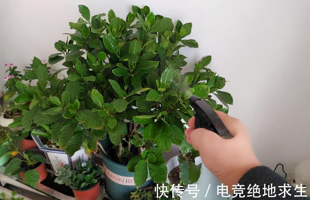 天冷后，9种花要“少水、断粮”，不然难过冬