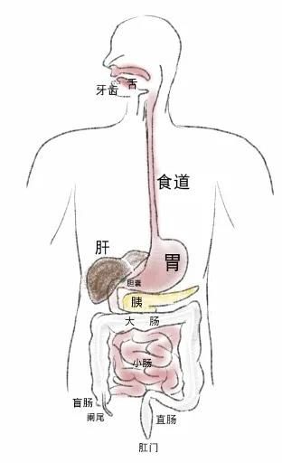 血脂异常|【健哥说心脏】肚子的“小问题”，心脏的“大麻烦”