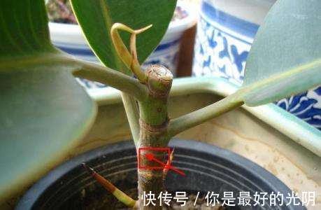 橡皮树“一枝冲天”咔嚓一刀，满枝新芽冒，变成“老树桩”