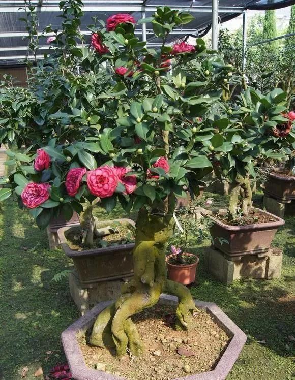 这4种“盆景树”,不仅观赏性高,寿命还特别长,越养越值钱