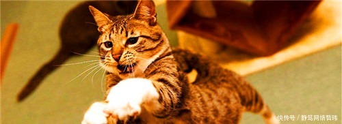 西游记这么多妖魔鬼怪,为何唯独没出现猫妖?其实另有隐情