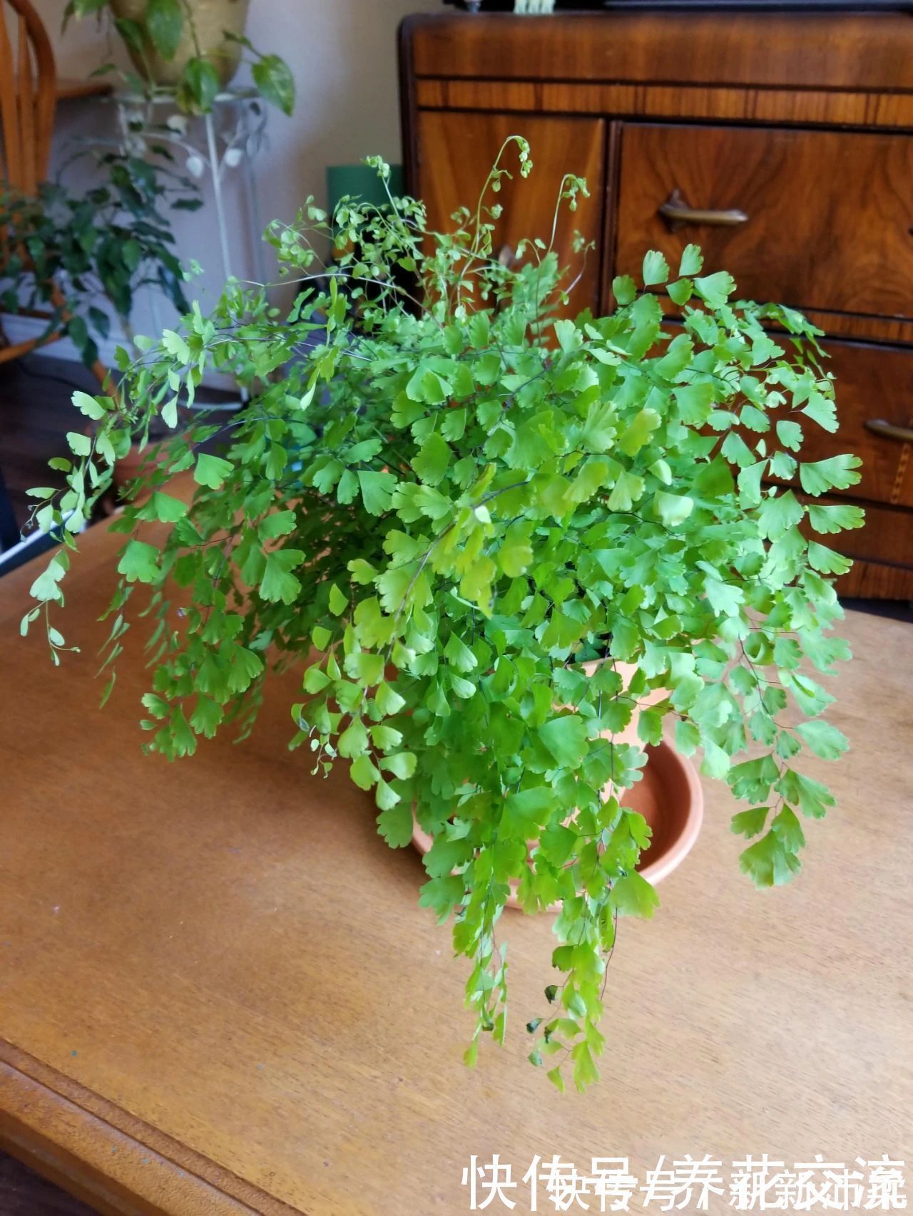 竹芋|6种常见的弱光植物,能室内半阴的环境,养窗台便可维持良好状态