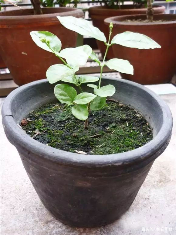 零成本将90地球植物种在阳台上 ，台长教你水陆两栖扦插法