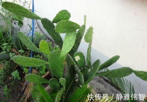 3种其貌不扬的植物,养一盆家里变成“天然氧吧”,是盆栽佳品!