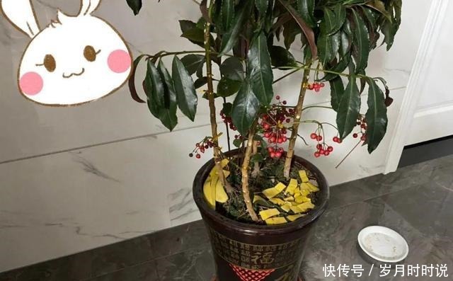 它是天然叶面肥,一擦一喷,叶子比打了蜡还亮!