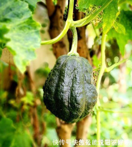 农村烂在地里,没人瞧,城里人想吃,营养胜牛羊肉,多吃腰腿有劲