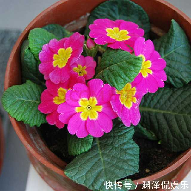 风信子|盛夏养花,就养这4款四季能开花,颜值高,又好养的花,懒人大爱