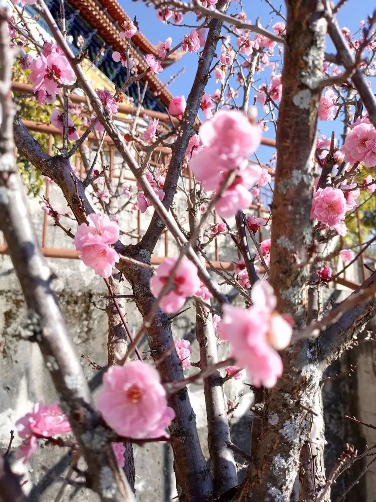 指南村|登顶东川小牯牛山——慈悲殿