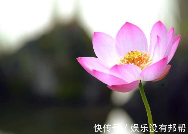 波斯菊|现在遇到5种花,请绕道走,管不住手就上当了