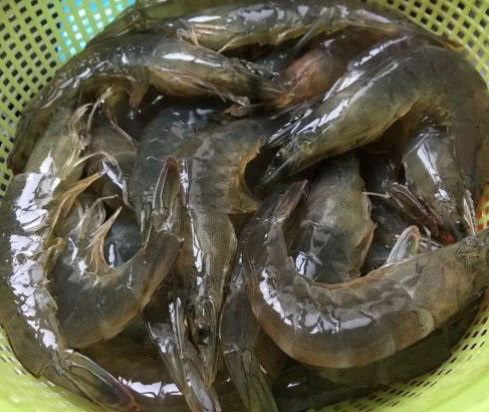 挑虾线别再用牙签了，海边人用“小妙招”，1秒一个简单易学