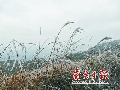 冰挂美景 惊艳冬日