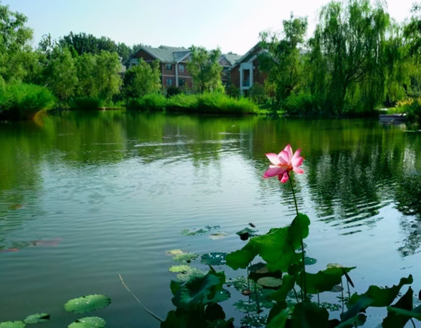 小池!杨万里很经典的一首诗,短短4句,写尽自然之美,经久不衰