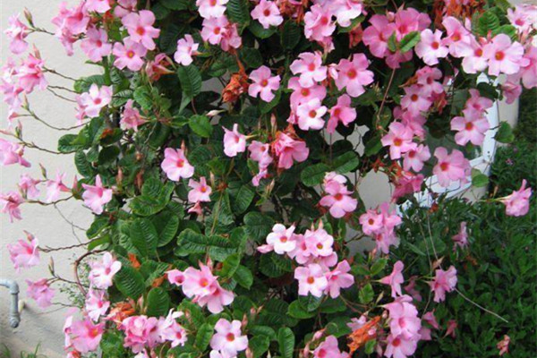 蓝雪花|阳台养花试试这几款，开花多，花期长，看上去清新又凉爽