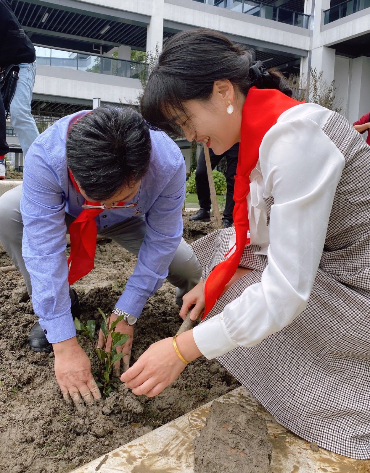 茶园|三千株“龙井43”茶苗住进了新天地实验学校，“新悦”茶园正式揭牌