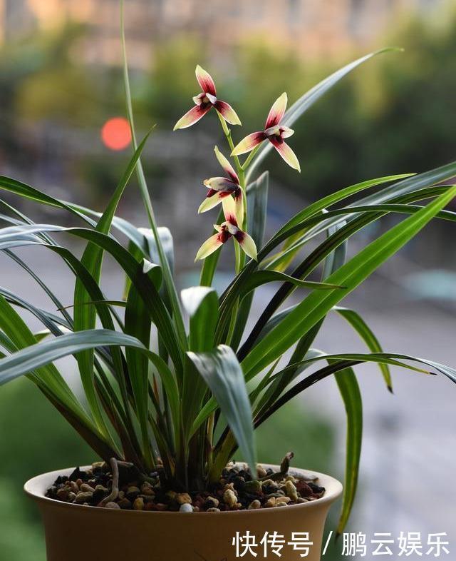 硫酸亚铁|兰花喜欢“三垃圾”，土里埋一点，不烂根猛窜芽，爆出一圈大花苞