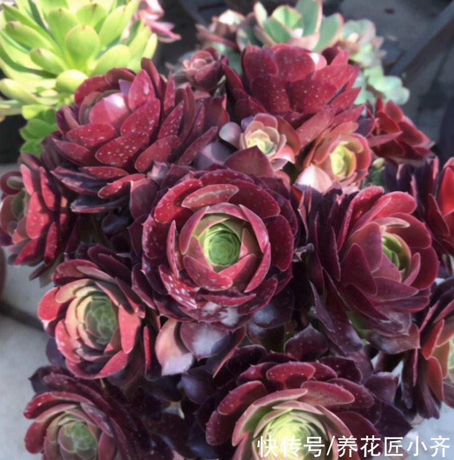 养多肉法师，夏季才是最美的，把几个重点做好，状态满满不黑腐