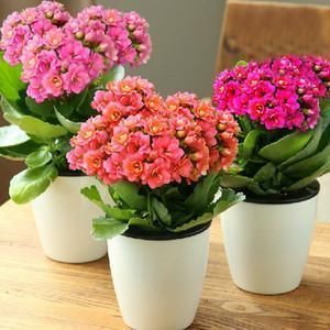 这几样东西当花盆,能给植物颜值“加分”,你信吗?