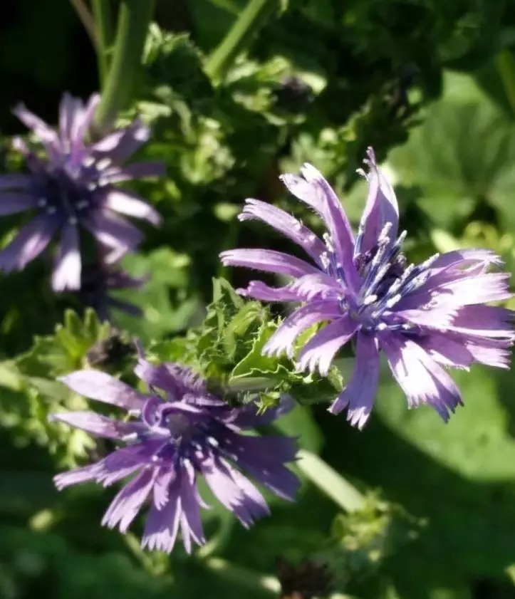 等我们老了,找个院子,清晨养花,傍晚喝茶。